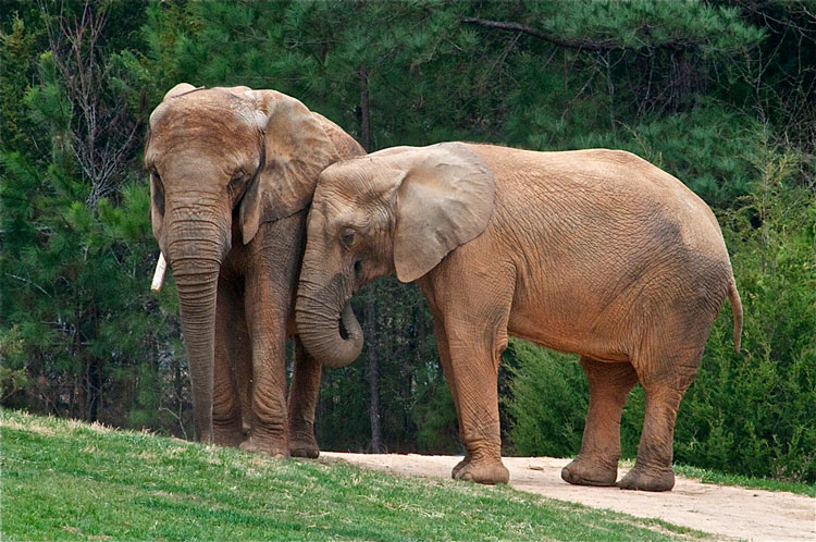 2 слона