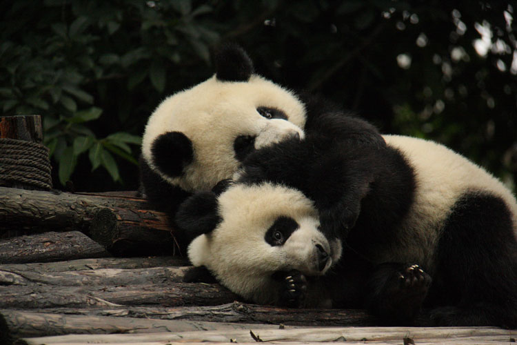 две панды