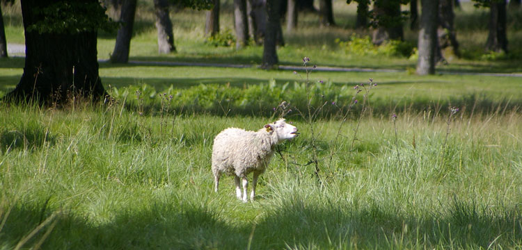 овца Швеция