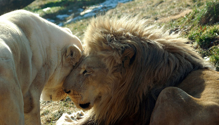 львы обнимаются