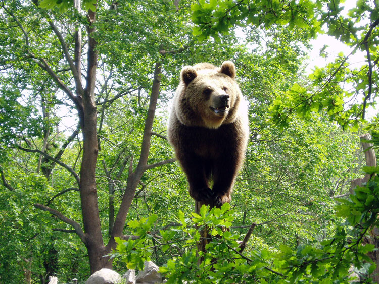 Стокгольм Скансен зоопарк медведь