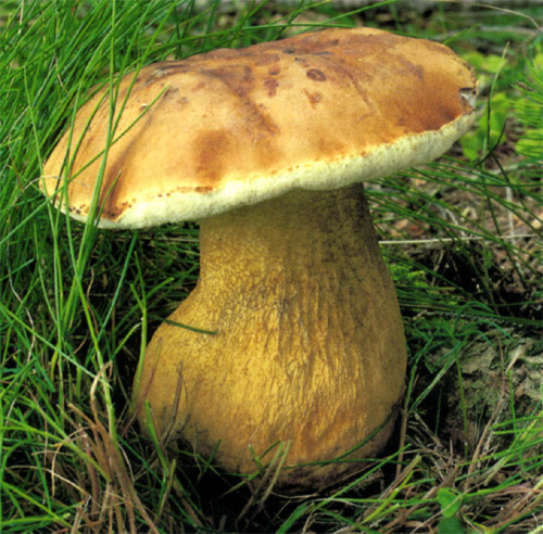 ядовитый желчный гриб 