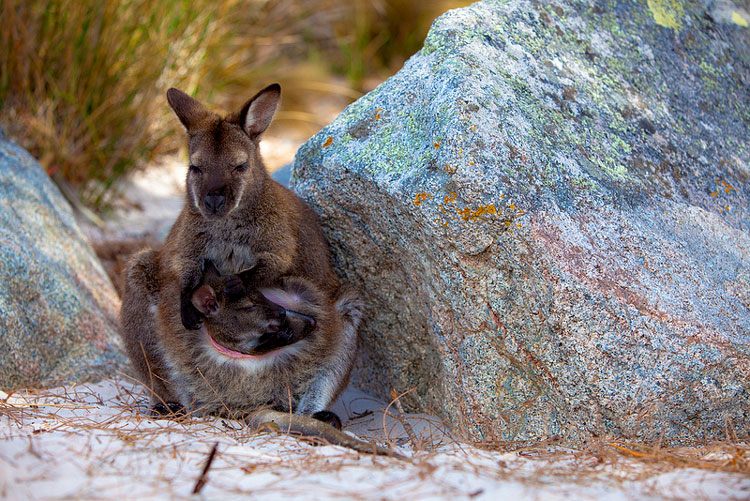 кенгуру и детёныш