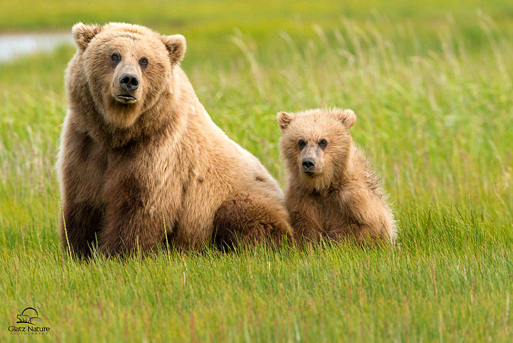медведь и детёныш