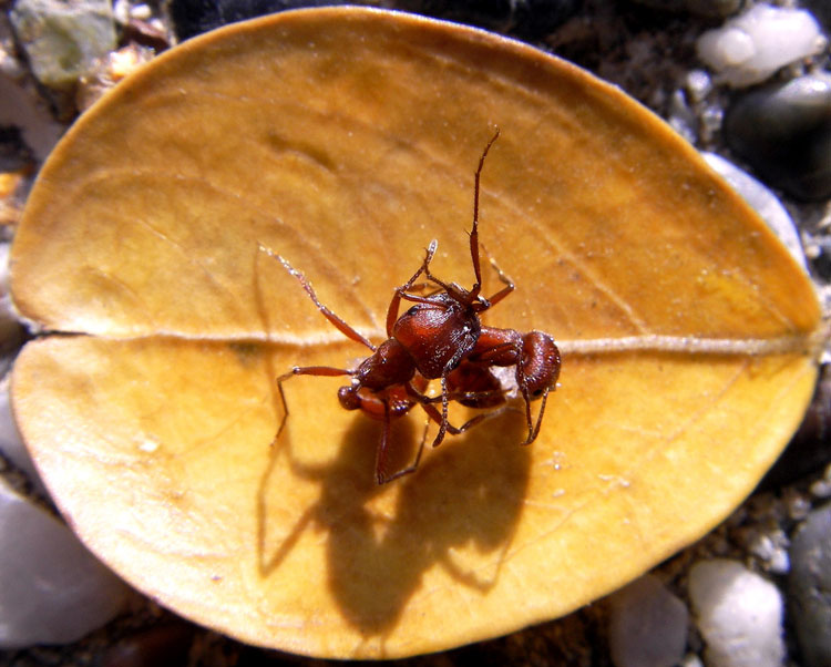 муравей фото