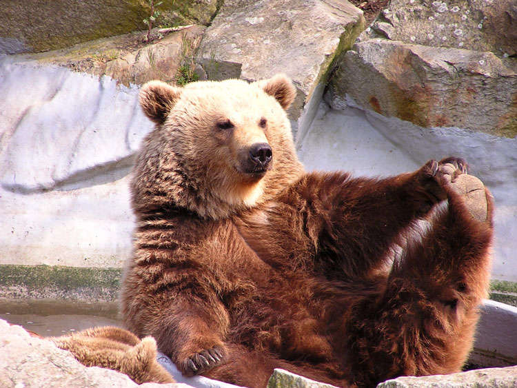 смешной медведь