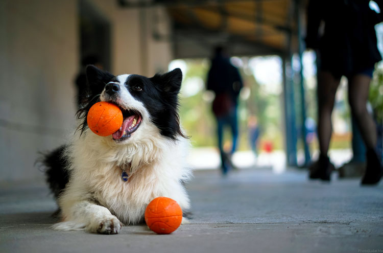 собака мяч