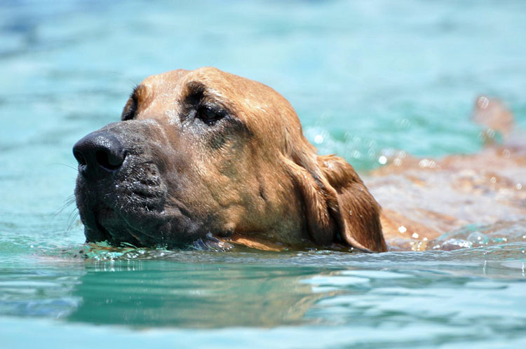 собака плавает