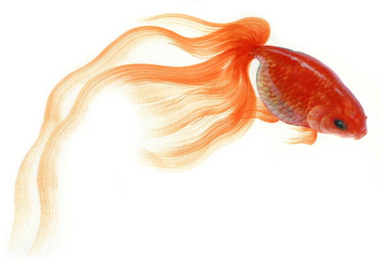 золотая рыбка фото