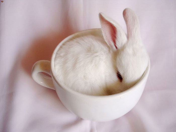белый кролик фото