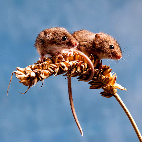 два мышонка