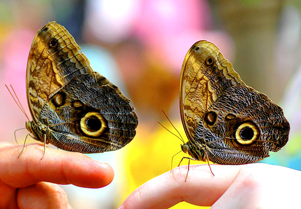две бабочки
