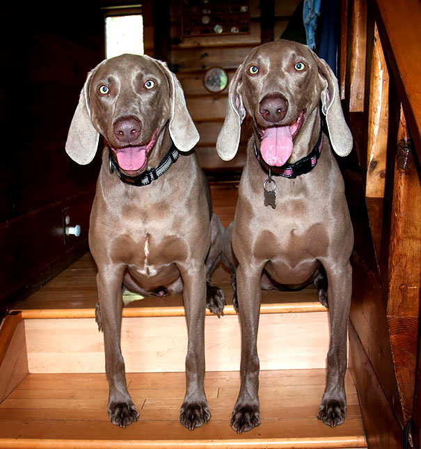 две собаки картинки