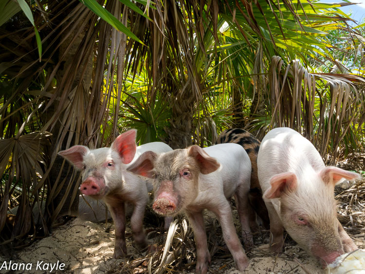 остров свиней багамы