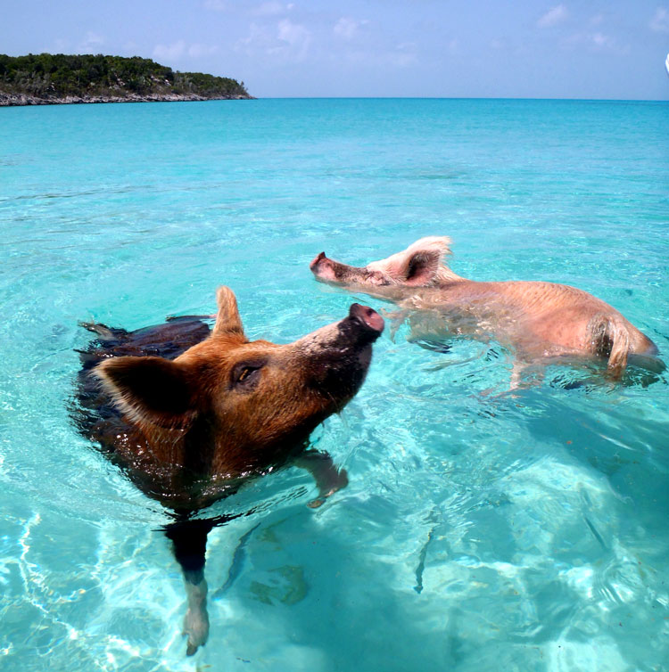 пляж свиней