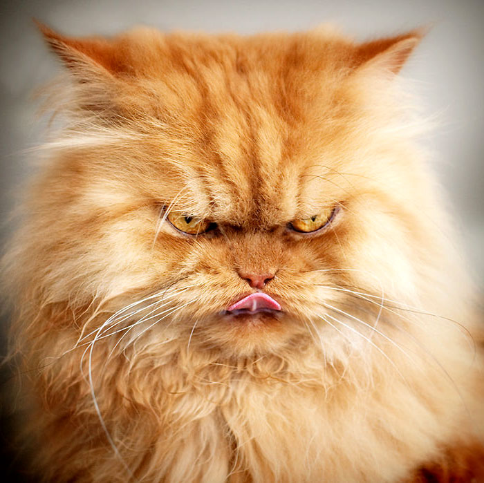 самый сердитый кот фото