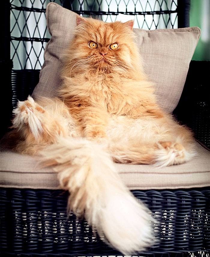 сердитый кот звезда интернета фото