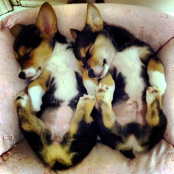 щенки спящие