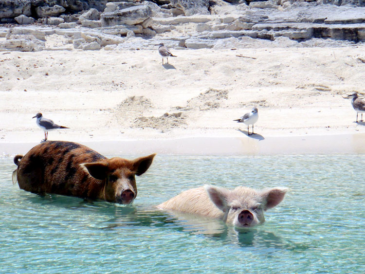 свинья на пляже