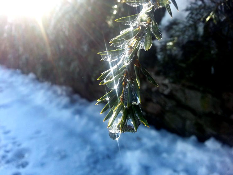 фото деревья зимой