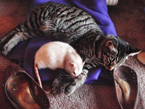 фото кошки и мышки