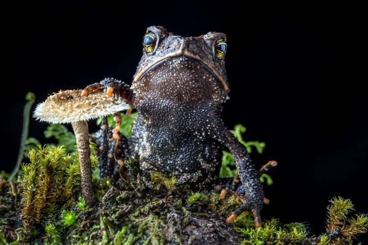 фото лягушки и жабы