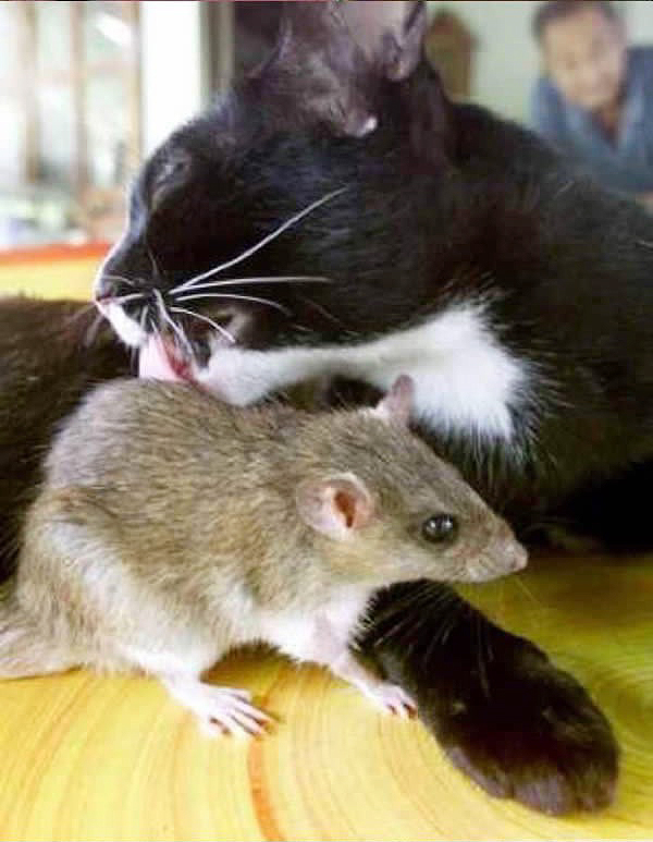 фото мыши и кошки