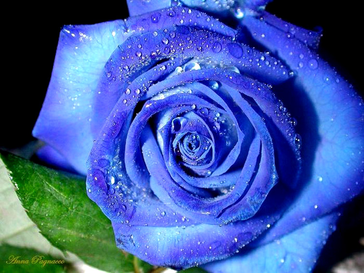 фото голубой розы