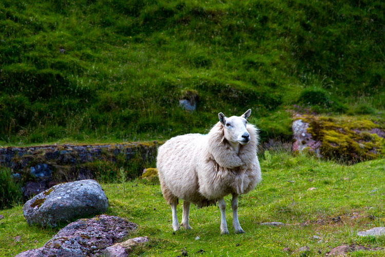 изображение овцы