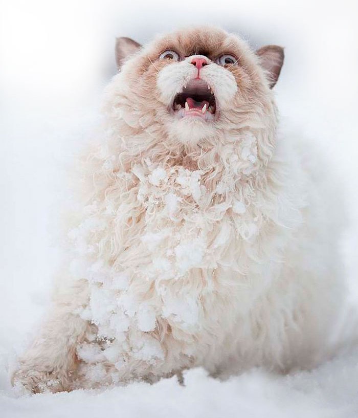 картинки снег кошки