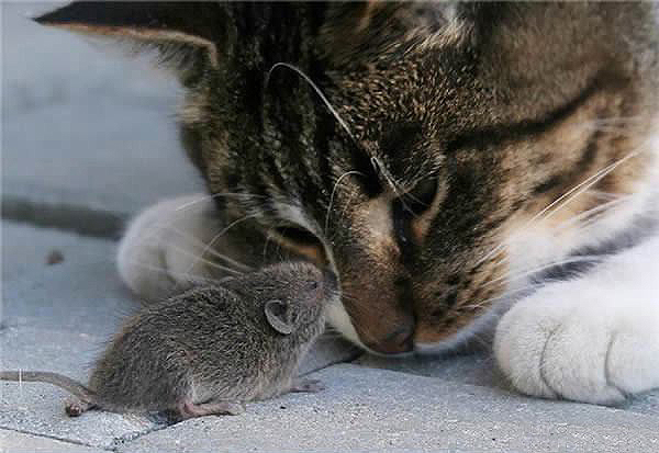 кот и мышка