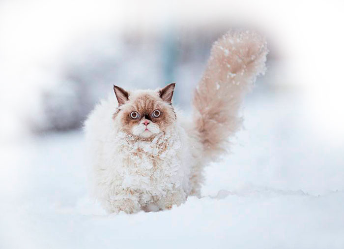 кот в снегу фото