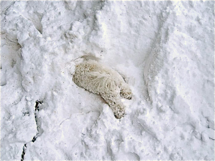медведь в снегу