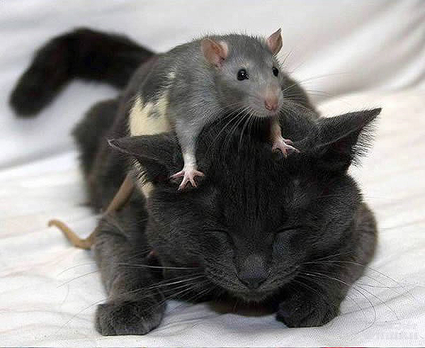 мыши и чёрный кот