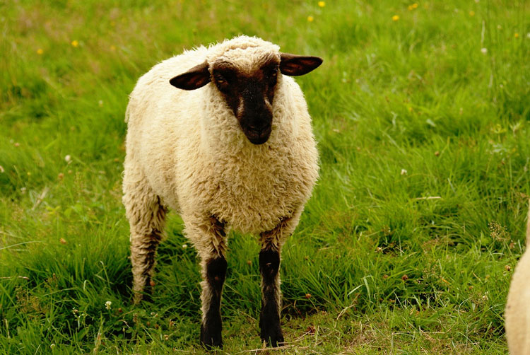 овца красивая