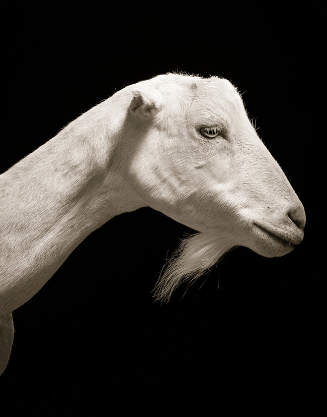 портрет козы