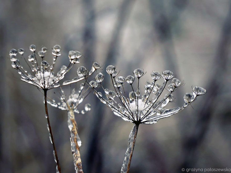 природа зима картинки красивые