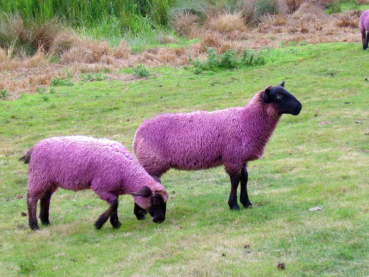 розовая овца
