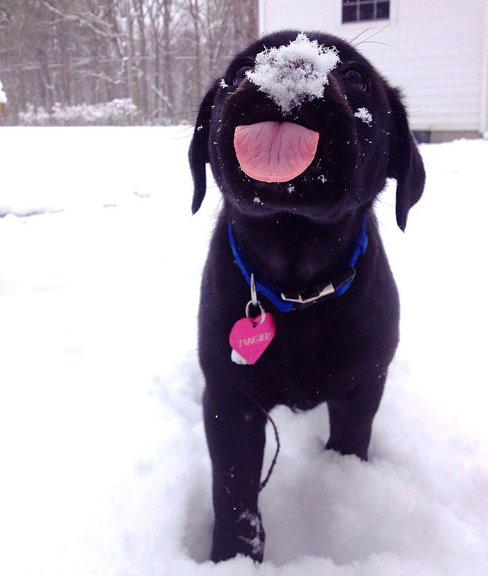собака ест снег