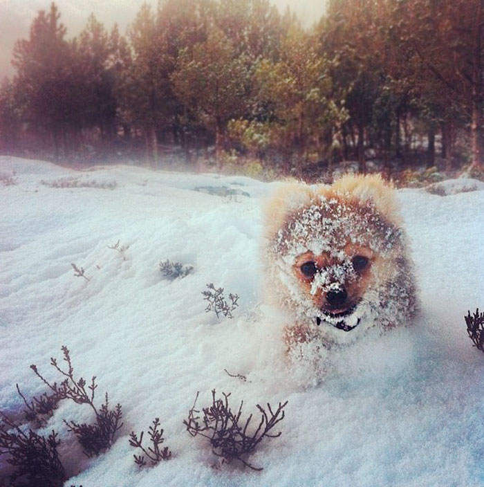 собака под снегом