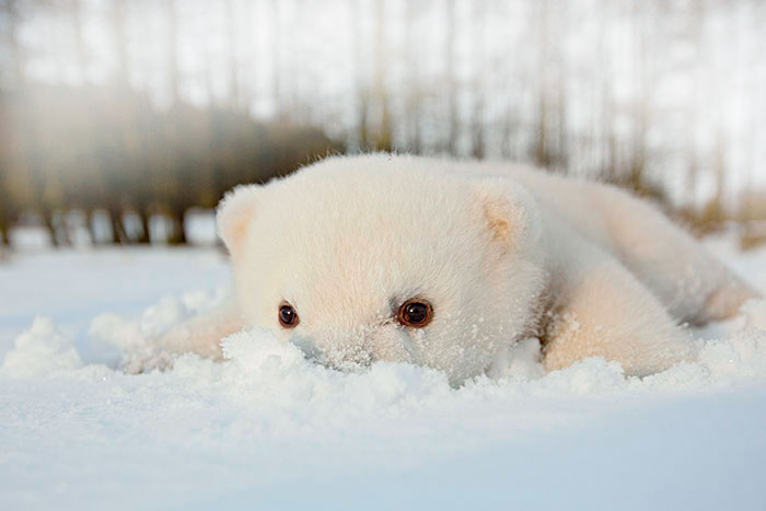животные на снегу картинки