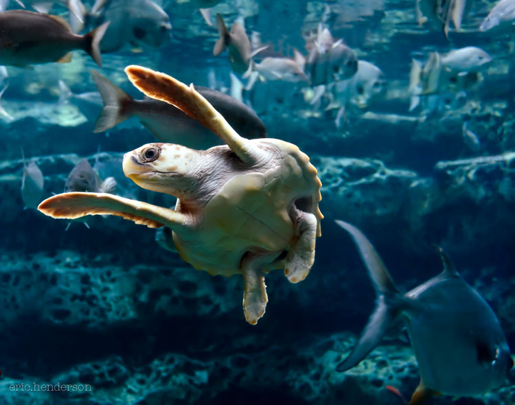 черепаха  в аквариуме