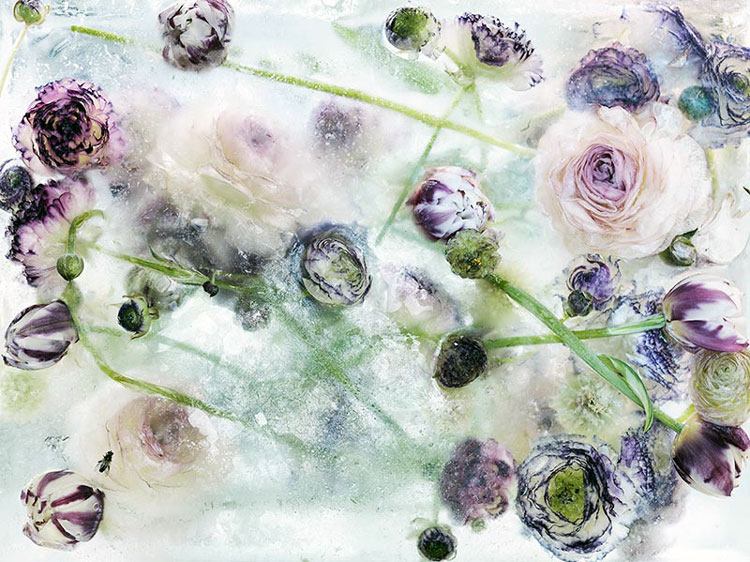 замороженные во льду цветы