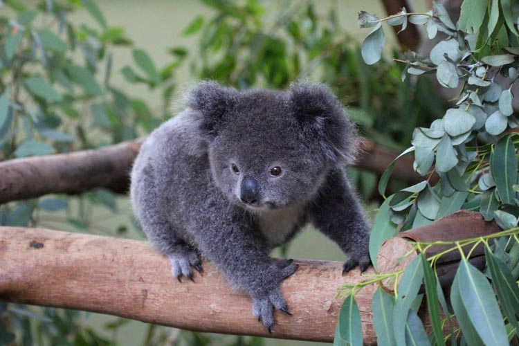 австралийская коала