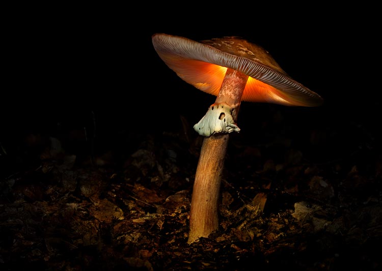 биолюминесцентные грибы