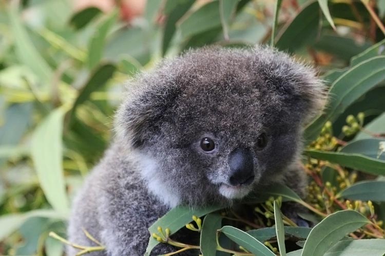 картинки коала