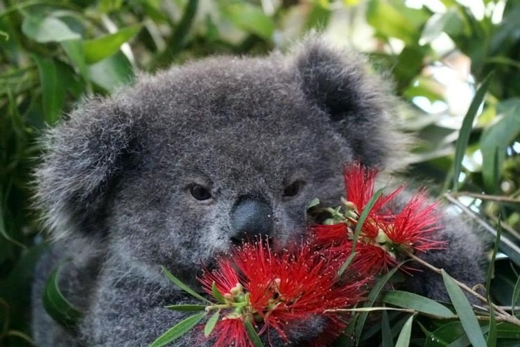 коала фото