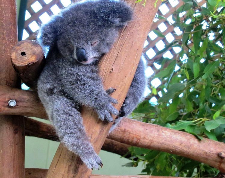 коала спит