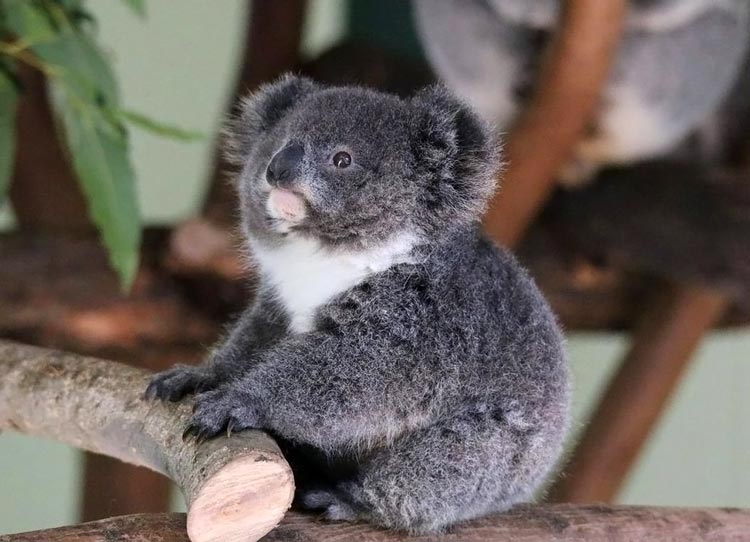 коала в Австралии