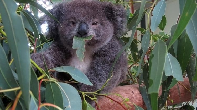 коала животное